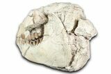 Fossil Oreodont (Leptauchenia) Skull - South Dakota #355488-5